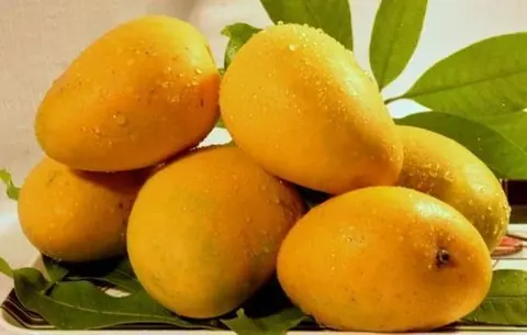 Alphonso and Kesar Mango