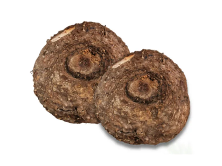 Suran (Yam)